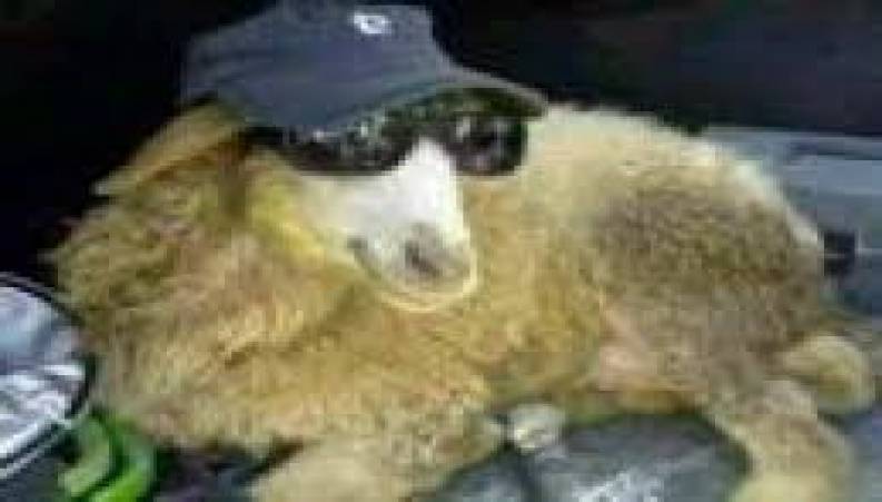 هردمبیل قسمت 16