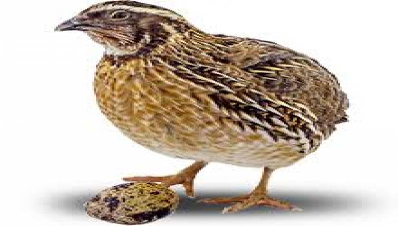 خواص بلدرچین