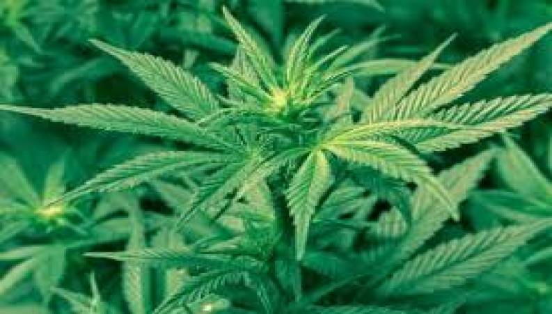 اثرات مخرب ماری جوانا بر روی مغز انسان