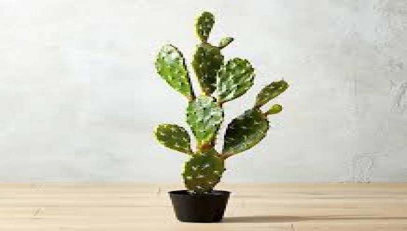 برنامه ی کاکتوس قسمت 1