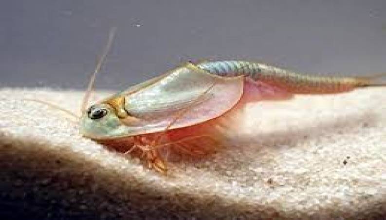 موجود ماقبل تاریخ عجیب به نام Triops Longicaudatus