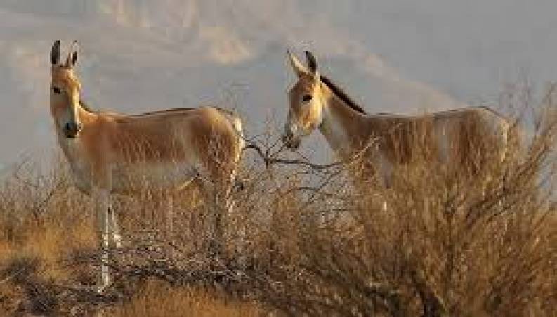 گورخرهای پرحاشیه فرار نکرده بودند هواخوری رفتند