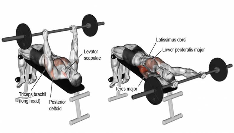 آموزش بدنسازی : حرکات سینه