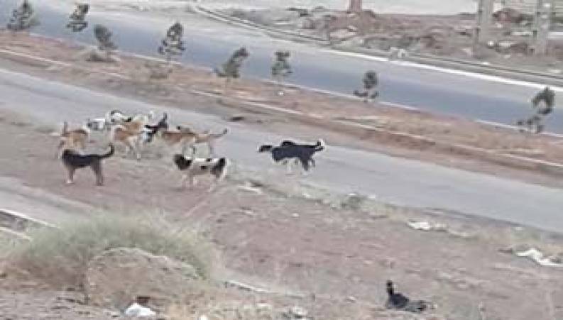 آزار و اذیت سگ های ولگرد شهریار