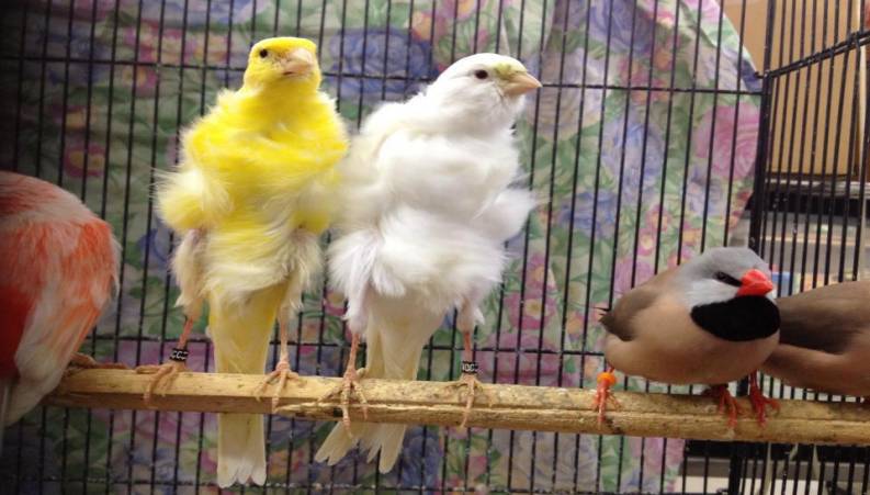 گران ترین قناری ایرانی به قیمت 200 میلیونی