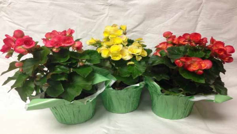 کفشی بسیار جالب برای تمامی فصلها