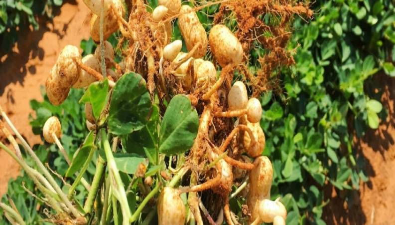 مزرعه بسیار شگفت انگیز بادام زمینی