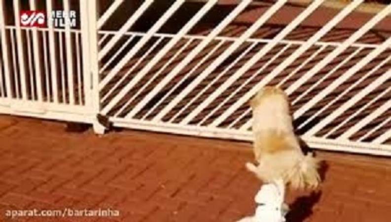 پارس کردن یک طوطی همانند سگ ها