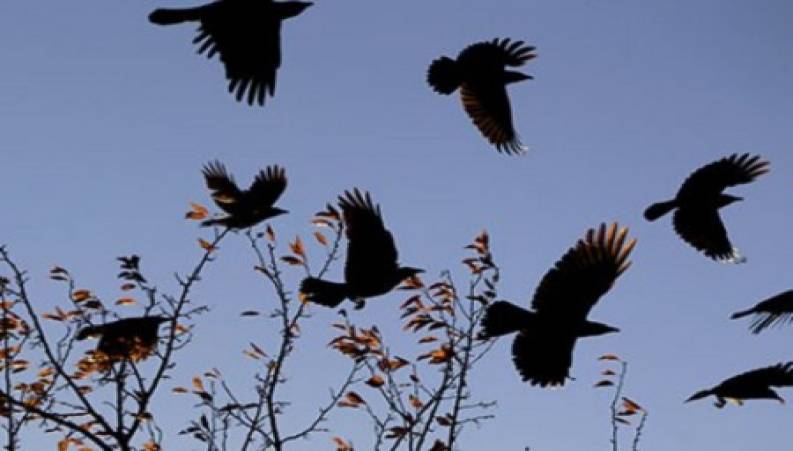 مرگ دسته جمعی کلاغ ها در استان قم