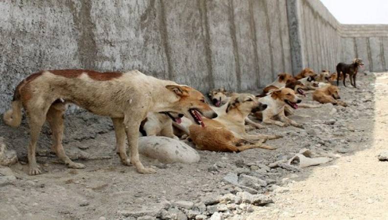 کشتن سگ ها به شکل وحشتناک در تهران