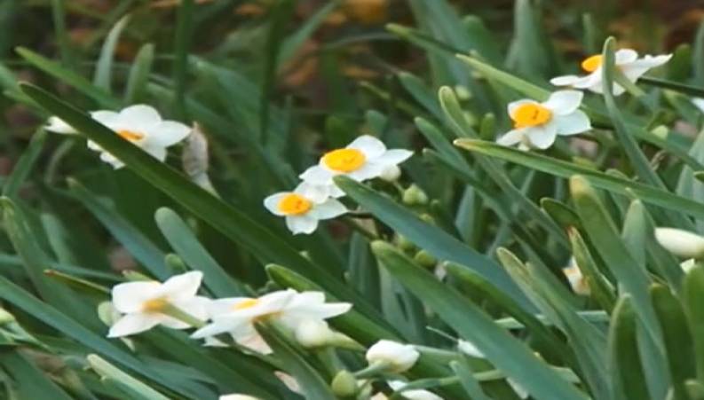 درآمدزایی جالب با عطر خوش گل نرگس