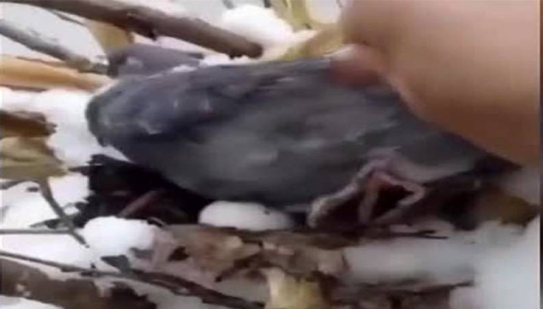 ویدئوی پُربازدید از مهر مادری یک کبوتر در برف!