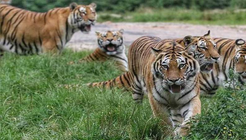 حمله وحشتناک ببرها به یک مرد جوان بی دفاع + 16