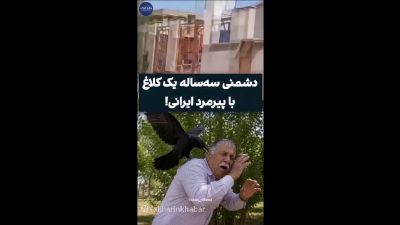 کلاغ کینه‌ای؛ حمله‌های روزانه به پیرمرد ایرانی پس از افتادن جوجه‌اش