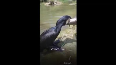 باکلان؛ پرنده‌ای با اشتهایی که مرزهای طبیعت را درنوردید
