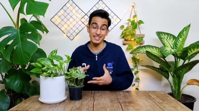 رازهای نگهداری پتوس: چرا برگ‌هایش زرد می‌شود و چگونه آن را تکثیر کنیم؟