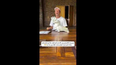 این پرنده کاکادو از ترسیدن آقا خنده اش گرفت حالا هی کارشو تکرار میکنه