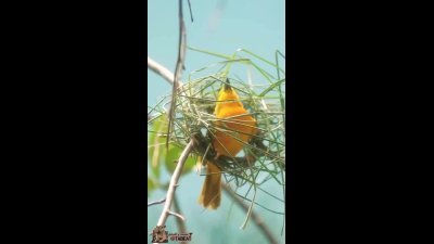 زوج‌ پرنده بافنده برای ساختن لانه باهم کار میکنند