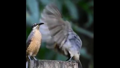 حرکات زیبای پرنده نر برای دلبری از پرنده ماده، فقط آخرش!