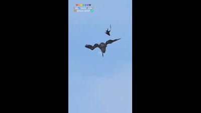 نبرد هوایی پلیکان و شاهین