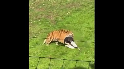 لحظات وحشتناک حمله ببر به مرد جوان در انگلستان + فیلم