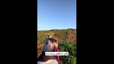 پافین: پرنده دریایی تک‌همسر با منقار نارنجی درخشان | پافین پرنده دریایی کوچک