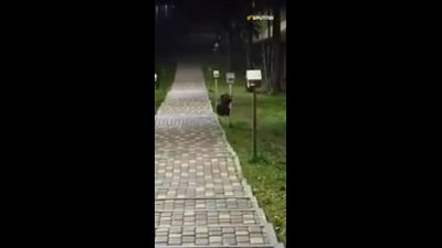 توله‌خرس دزد از سفره سنجاب‌ها در پارک شهر نیاگان؛ صحنه‌ای که همه را شگفت‌زده کرد |…