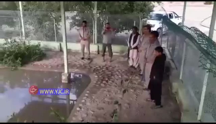 صحبت کردن پسربچه سیستانی  به زبان تمساح ها