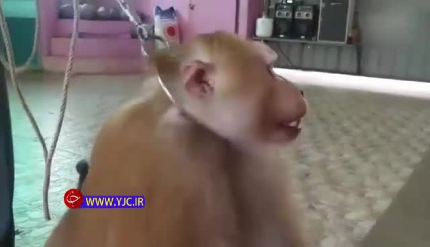 حیوان آزاری عجیب تایلندی‌ها برای درآمدزایی از توریسم!