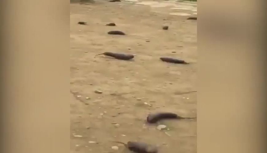  بارش بادمجان از آسمان تهران!