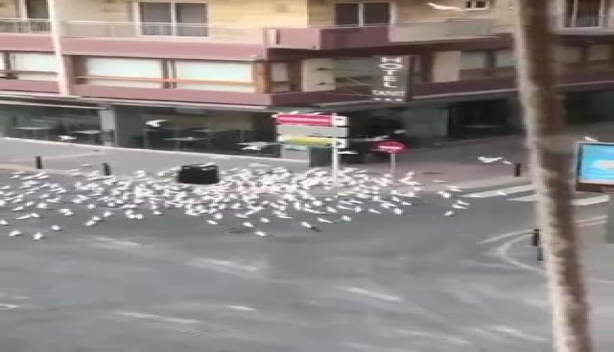 وضعیت کبوترها در اسپانیا رو ببینین در ایام قرنطینه کرونا