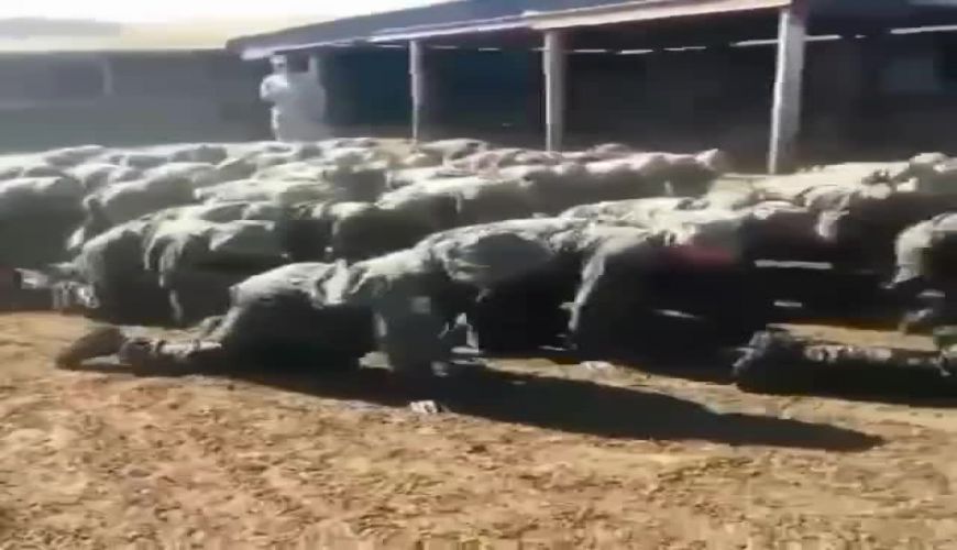 تنبیه جالب برای آن‌ها که قرنطینه را رعایت نمی‌کنند 