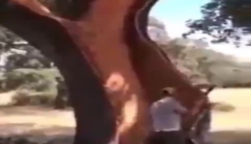 درخت دارچین دیده بودید؟ خیلی جالب