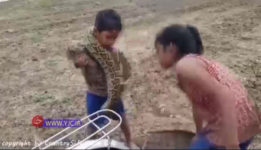 تلاش عجیب دو کودک خردسال برای گرفتن مار 