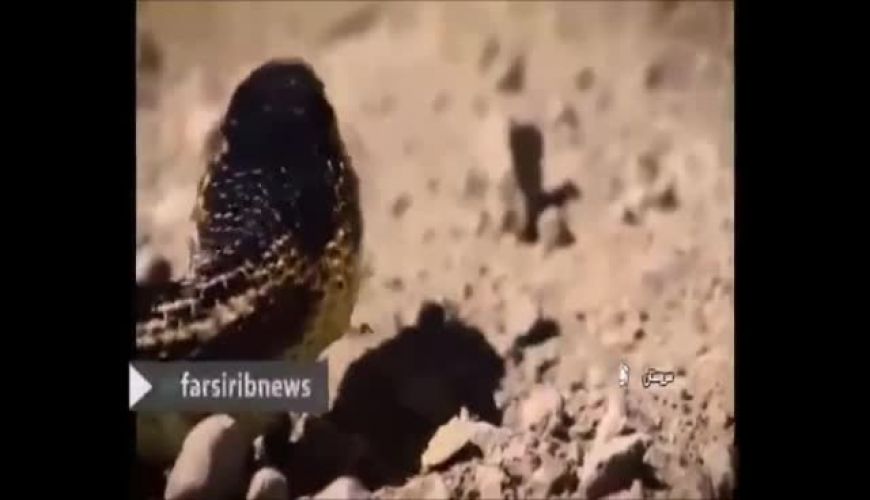 اتفاق عجیب در زندگی یک مرد ایرانی ، مارها از جان او چه میخواهند ؟