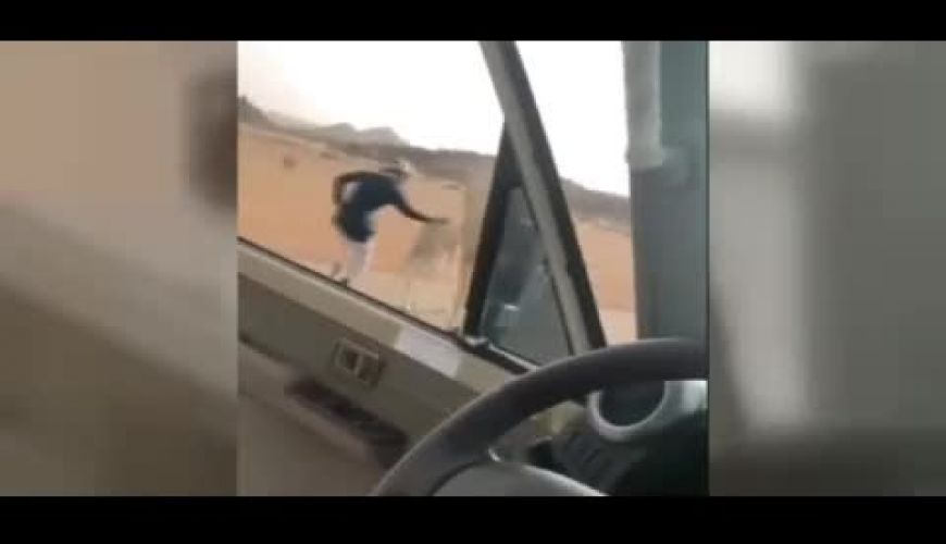 ترفند عجیب و خنده‌دار برای نجات دو شتر از وسط جاده