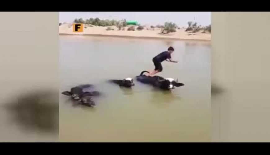 شادی جالب نوجوان خوزستانی از رسیدن آب به گاومیش‌ها