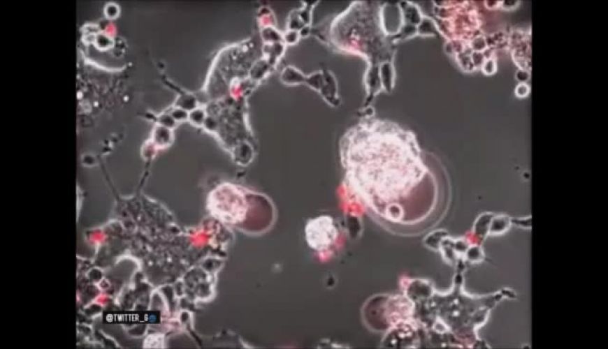 فیلم، میکروسکوپی از لحظه ورود ویروس کرونا به مغز خفاش