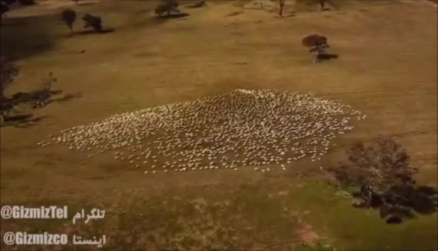 ادای احترام دامدار استرالیایی به عمه اش که بر اثر کرونا درگذشت