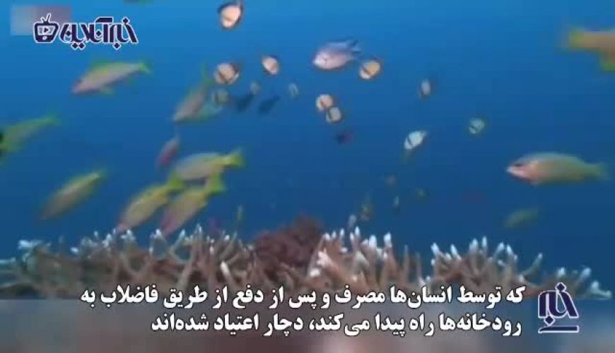 اعتیاد ماهی‌های قزل‌آلا در جمهوری چک به «شیشه»