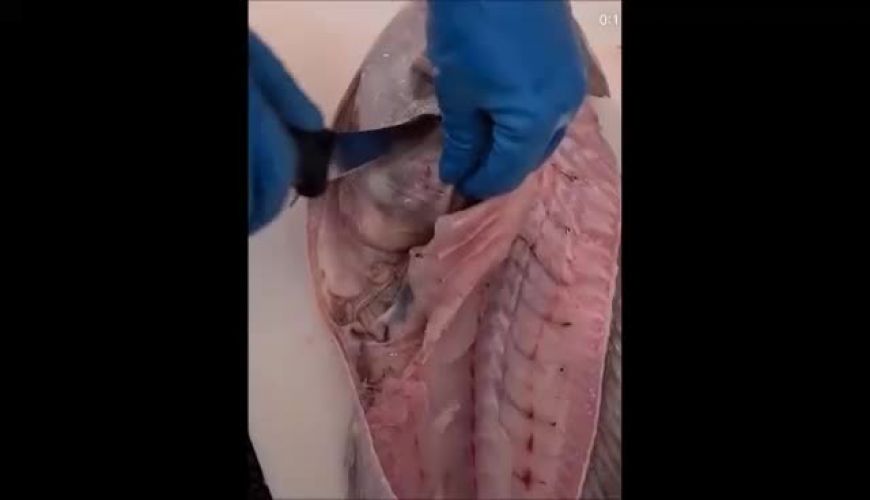 ببینید زباله هامون تا کجا رفته