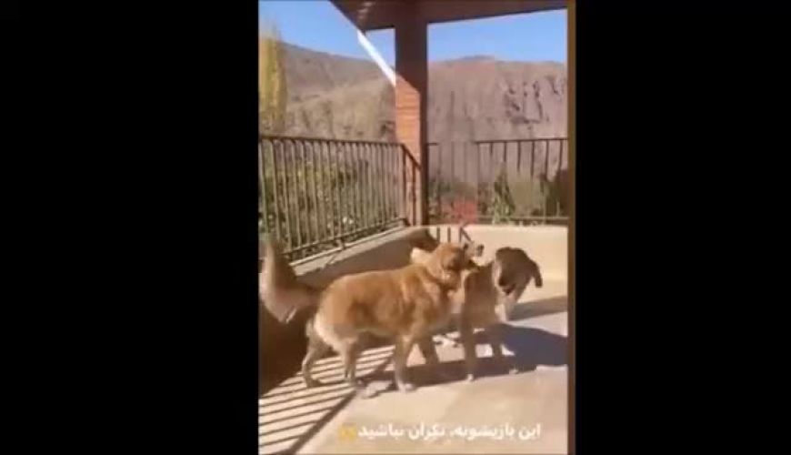 گزارش شاهرخ استخری به شیوه هادی عامل گزارشگر کشتی