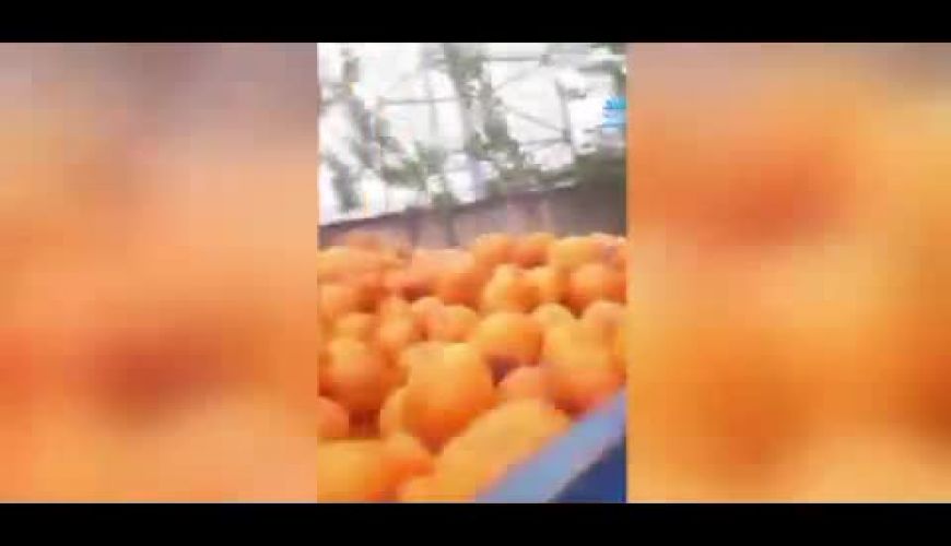  تصاویر باورنکردنی از تهیه آبمیوه از پرتقال‌های فاسد در شمال