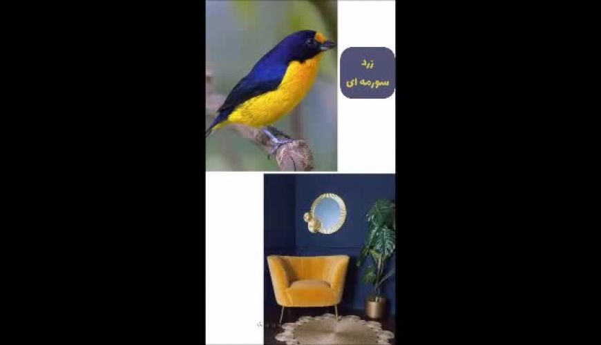 از پرنده‌ها برای دیزاین و دکوراسیون خونتون الهام بگیرید