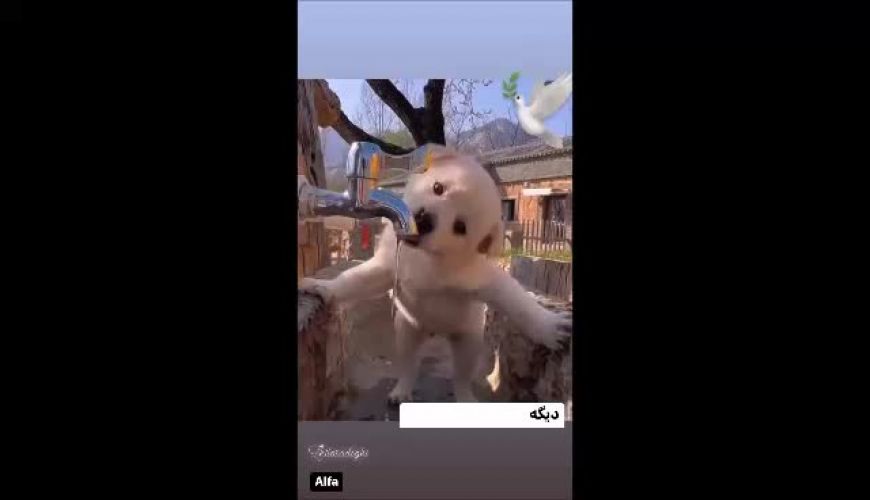 برای این ویدیو هیچ عنوانی نمیشه زد فقط بدونید تا بحال ندیده اید