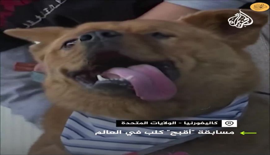 این سک به خاطر ویژگی های خاصش به عنوان زشت‌ ترین سگ جهان انتخاب شد