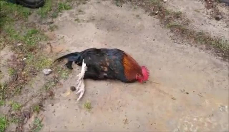 شما هم با این روش شگفت انگیز مرغ و خروس هایتان را «هیپنوتیزم» کنید