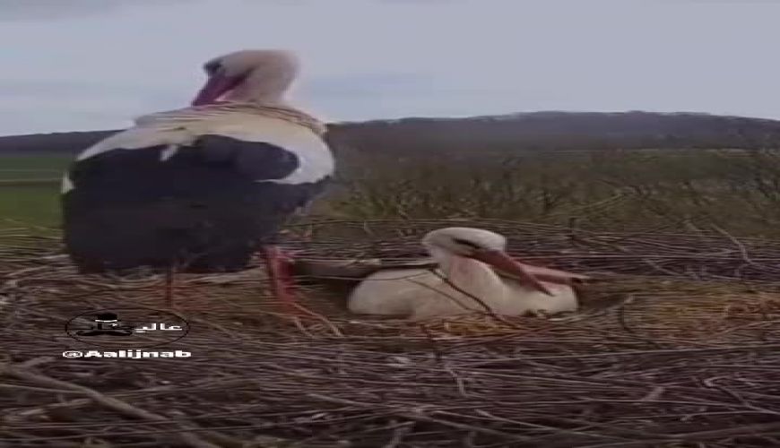 اقدام شگفت انگیز یک لک‌لک برای ابراز عشق 