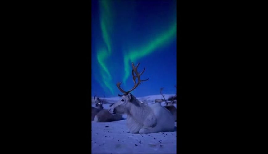 تصاویری خیره کننده از شفق قطبی و گوزن‌ها