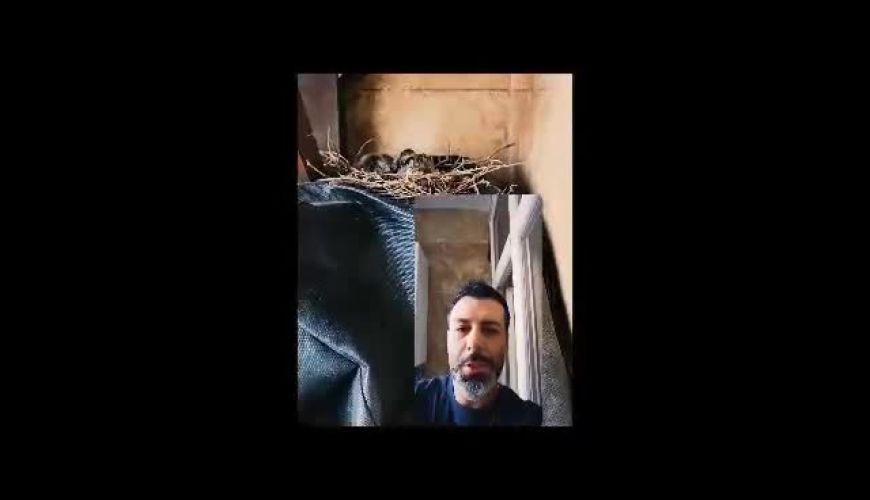 نگاهی به تراس باصفای خانه مجید واشقانی بازیگر از سرنوشت و پرندگانی که آنجا لانه دارند